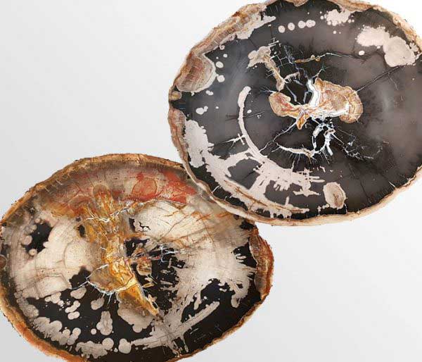 Versteend hout uit Indonesië, ca 20 miljoen jaar oud - Circles Art&Jewelry - Zwijndrecht
