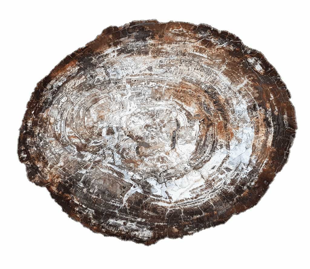CinqCoeur-petrified-wood-arizona-98x80cm-225-milj-jaar-Circles-Art&Jewelry---Zwijndrecht-078-6124832