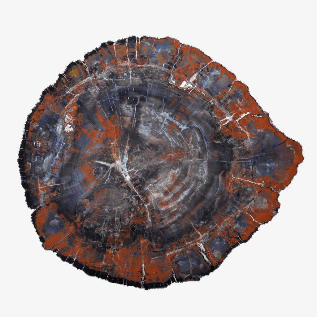 Versteend hout - Petrified Wood - Arizona - Circles Art&Jewelry - Zwijndrecht